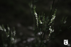 dark_green_plant-2-of-3