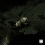 dark_green_plant-3-of-3